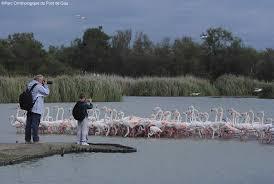 Parc Ornithologique du Pont De Gau